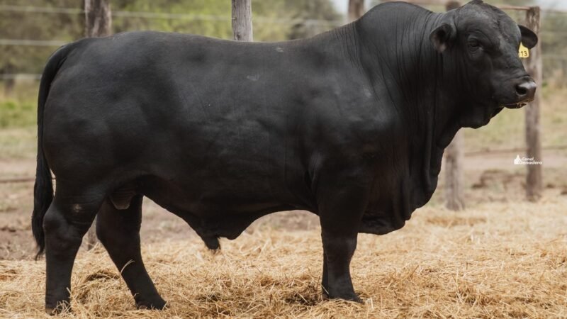 LOTE 4B RP 2113 CABAÑA LA GELID