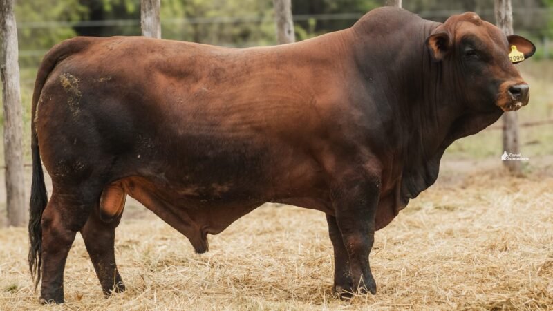LOTE 5A RP 2099 CABAÑA LA GELID