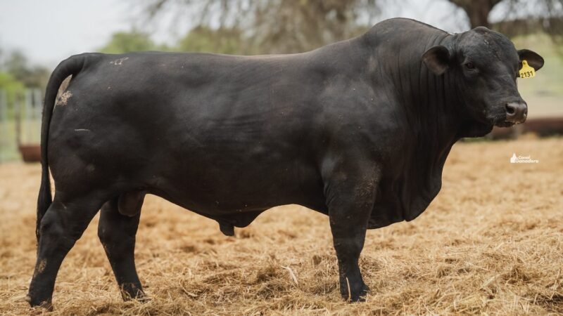 LOTE 5B RP 2131 CABAÑA LA GELID