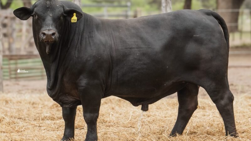 LOTE 6A RP 2095 CABAÑA LA GELID