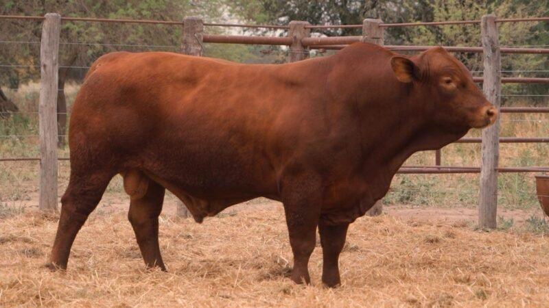 LOTE 7A RP 2105 CABAÑA LA GELID