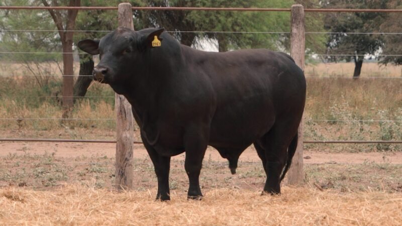 LOTE 7B RP 2167 CABAÑA LA GELID