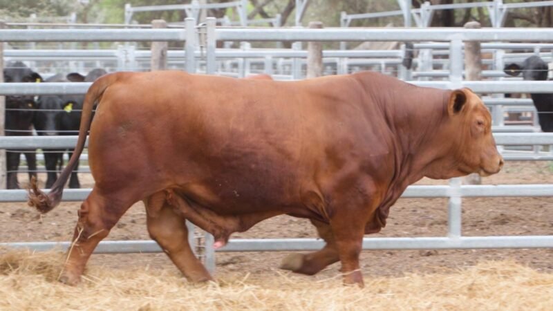 LOTE 8 RP 753 CABAÑA LA GELID
