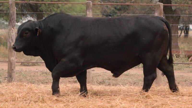 LOTE 9A RP 2041 CABAÑA LA GELID