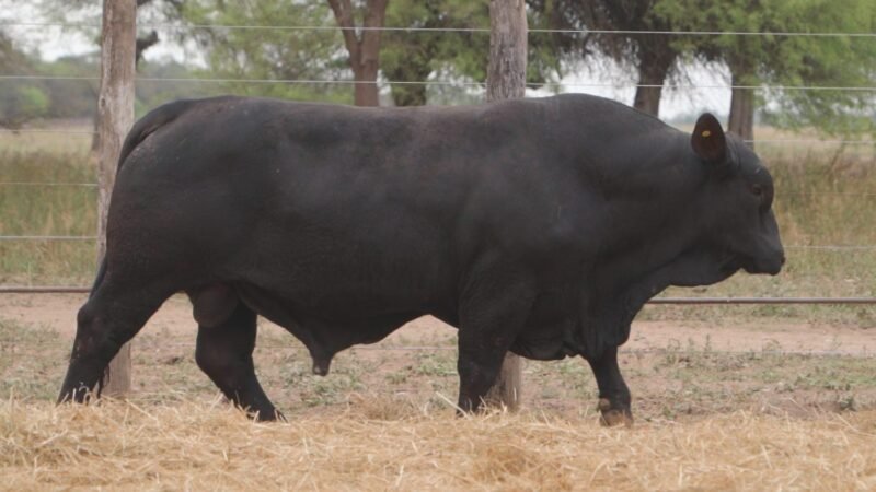LOTE 9C RP 2175 CABAÑA LA GELID