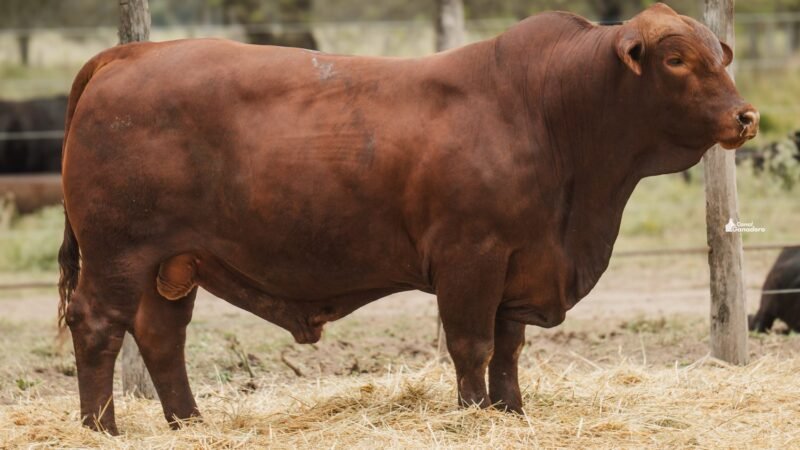 LOTE A RP 745 CABAÑA LA GELID