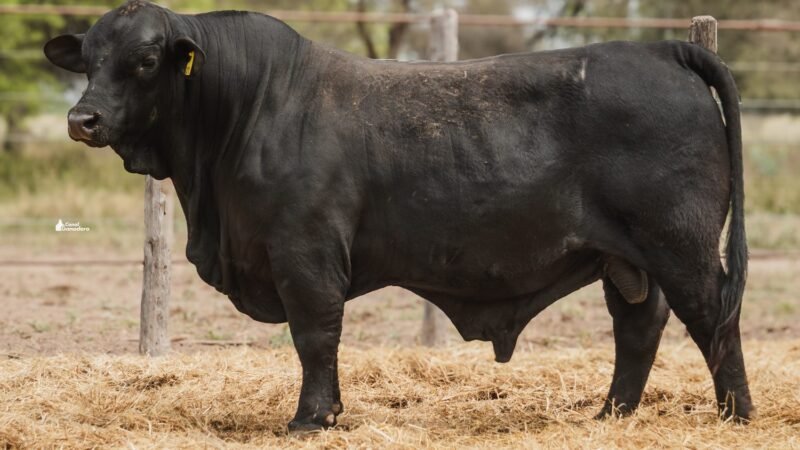LOTE C RP 2187 CABAÑA LA GELID