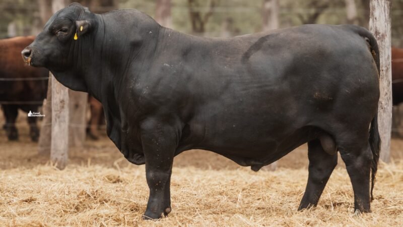 LOTE 6B RP 2257 CABAÑA LA GELID