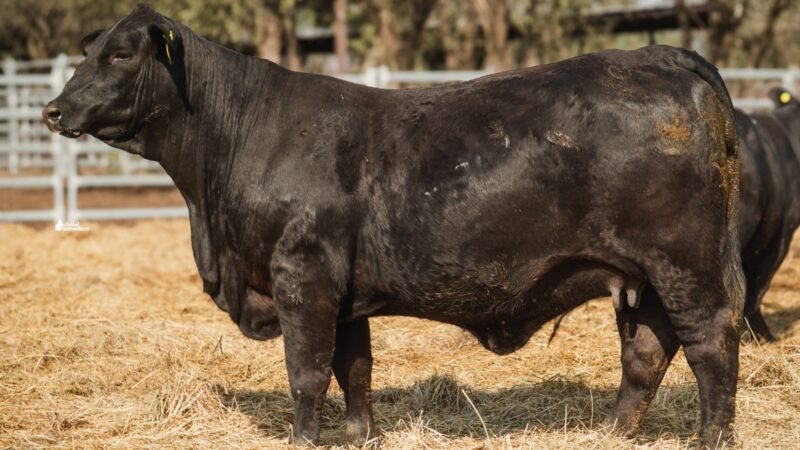 LOTE 22 RP 2278 CABAÑA LA GELID